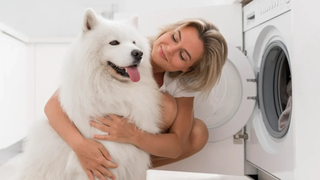 Šťastná žena objímající bílého psa plemene samojed v moderním bytě.